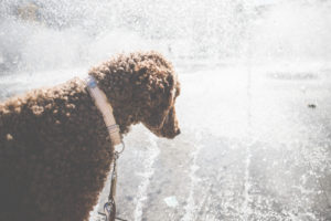 A dog, poodle, watches the water of the fountain at Stachus, Karlsplatz, Munich, Bavaria. A dog, poodle, watches the water of the fountain at Stachus, Karlsplatz, Munich, Bavaria.